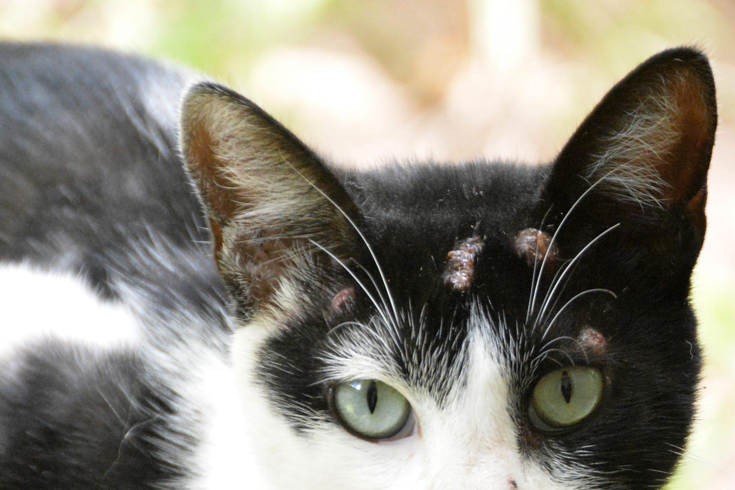 Esporotricose em gatos tem cura e posse responsável é chave para prevenção