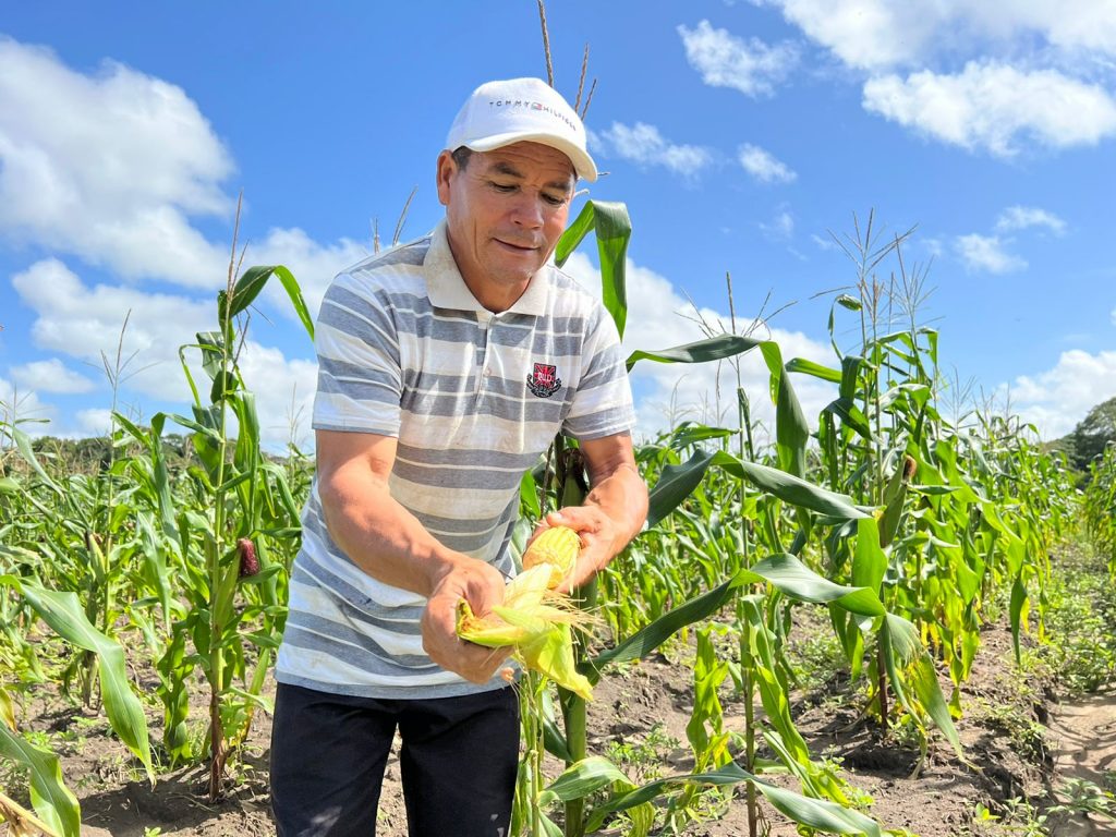 COLHEITA FELIZ: JOGANDO GRÁTIS E COLHENDO MINHA PLANTAÇÃO DE MILHO! 