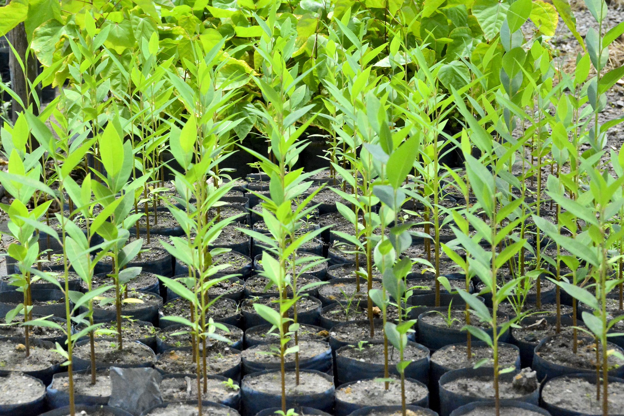 Semam fortalece a produção de mudas nativas da Mata Atlântica no Viveiro Municipal