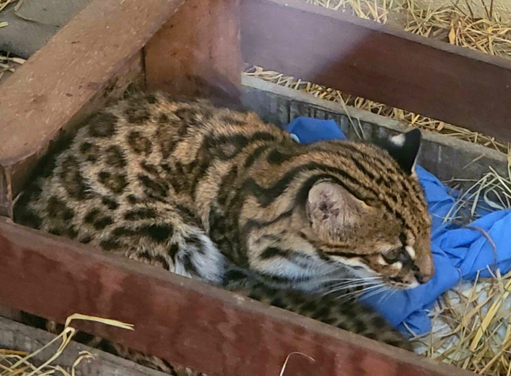 Zoo dos EUA redobra cuidados com bebê orangotango ameaçado de extinção -  Giz Brasil