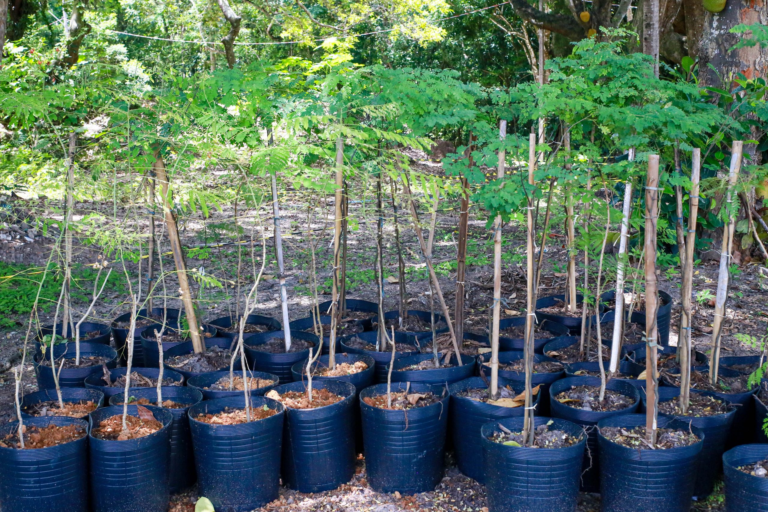 Semam realiza o replantio de mais de mil árvores nativas na Capital