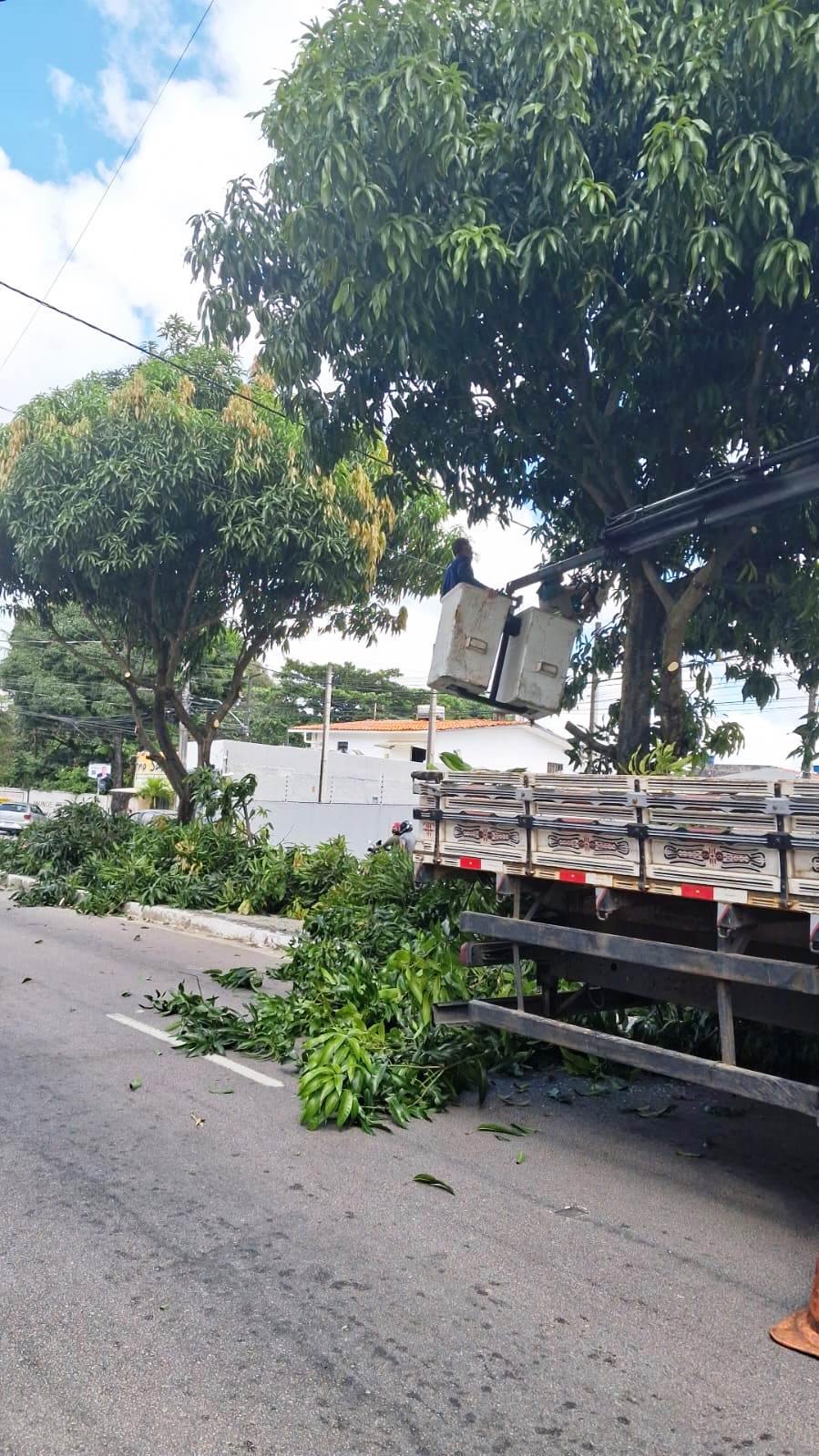 Sedurb inicia a semana com serviços de podas de árvores no Castelo Branco, Bessa e Esplanada