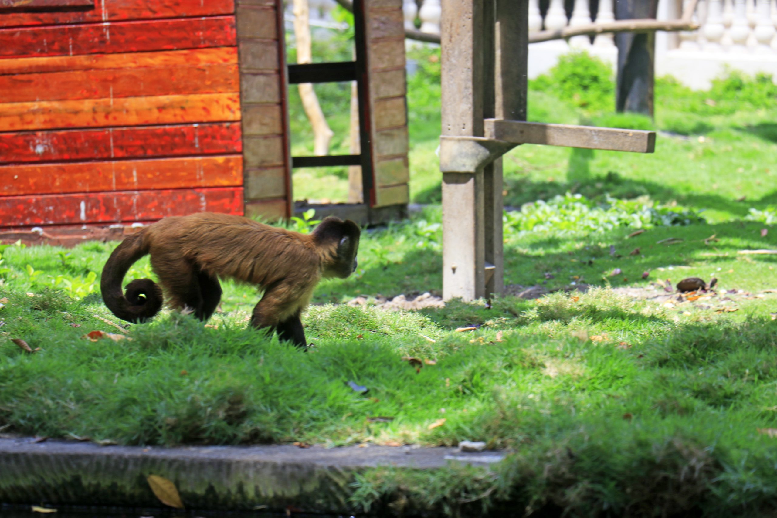Parque Zoobotânico Arruda Câmara está aberto para o público durante o feriadão da Semana Santa