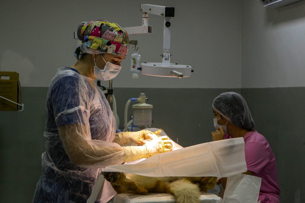 Clínica do Pet fortalece atendimento, amplia serviços e consolida rede pública de cuidado animal em João Pessoa 9 SECUPA Clinica PET Fotos Kleide Teixeira 15 1