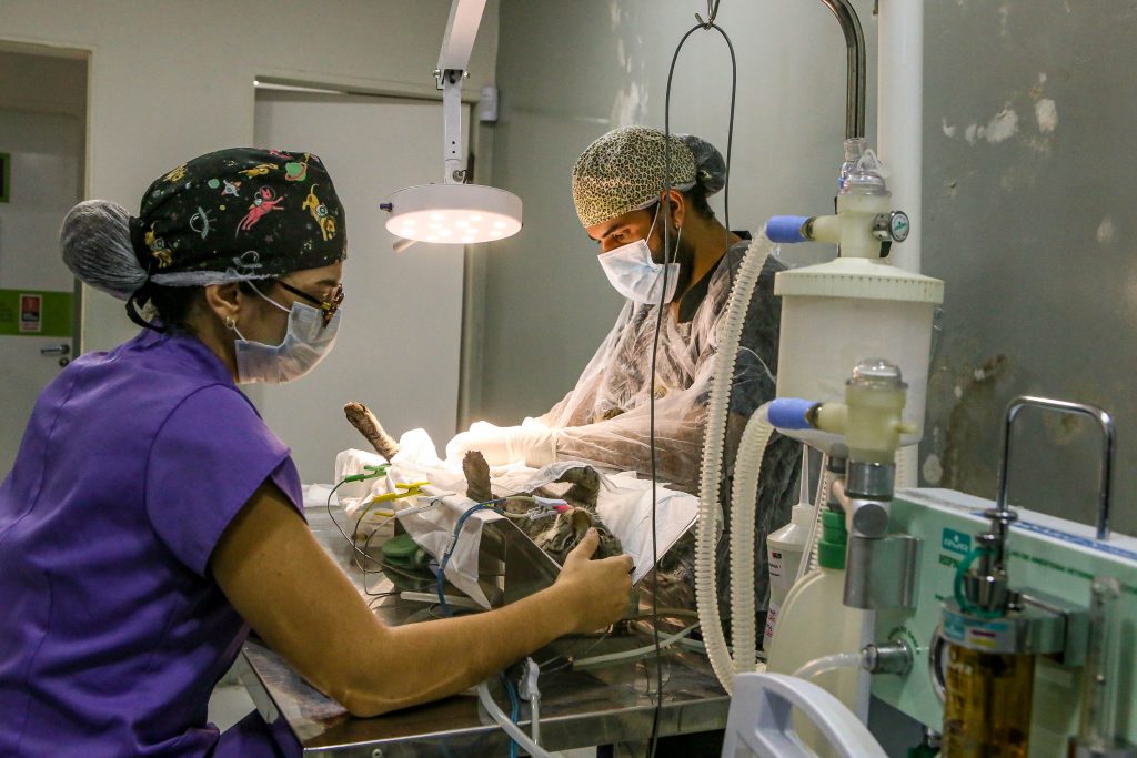 Clínica do Pet fortalece atendimento, amplia serviços e consolida rede pública de cuidado animal em João Pessoa 4 SECUPA Clinica PET Fotos Kleide Teixeira 17 1