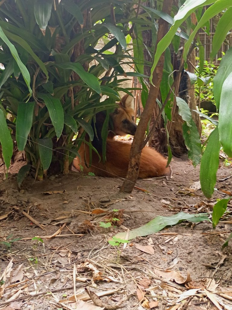 Foto: Reprodução/Prefeitura de João Pessoa - PB