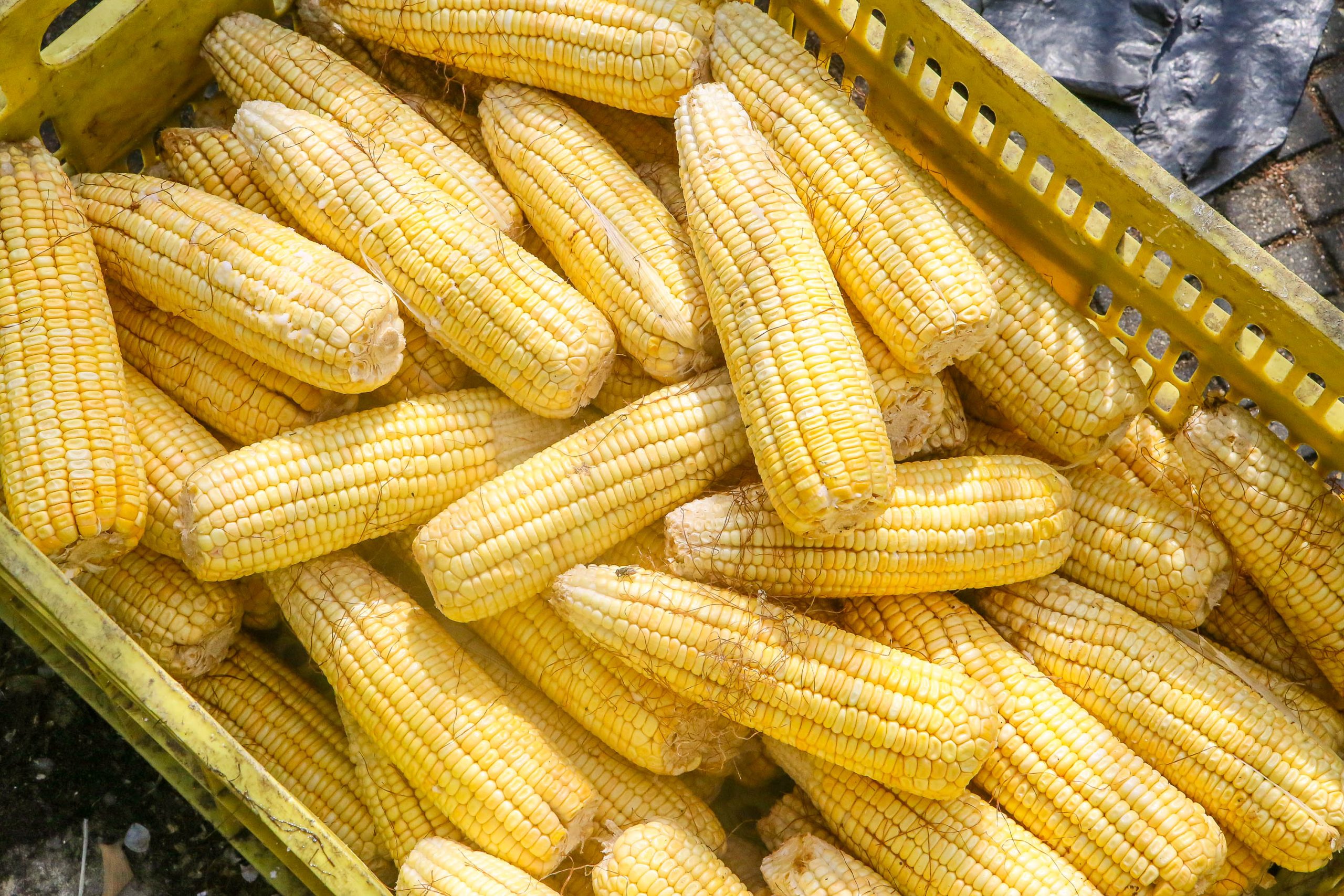 Mercados públicos de João Pessoa já comercializam milho verde para o São João